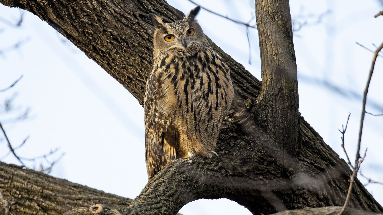 Flaco, a Eurasian eagle-owl who escaped from the Central Park Zoo, died in February after flying into a building. A necropsy found potentially lethal amounts of rodenticide in his body.