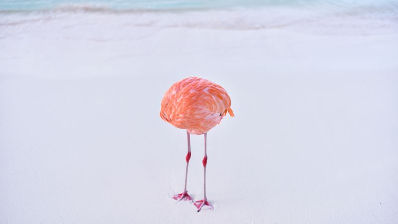 „Нереално“ изображение на фламинго спечели награда за AI. Единствената уловка? Това е истинска снимка
