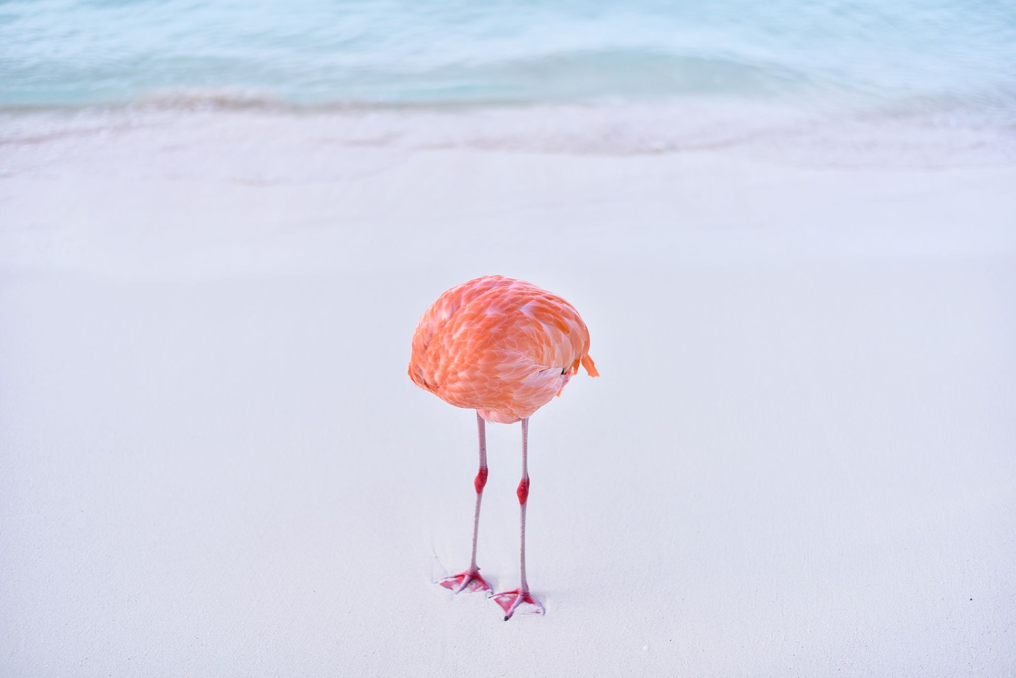 This flamingo image won an AI award. The only catch? It’s a real ...