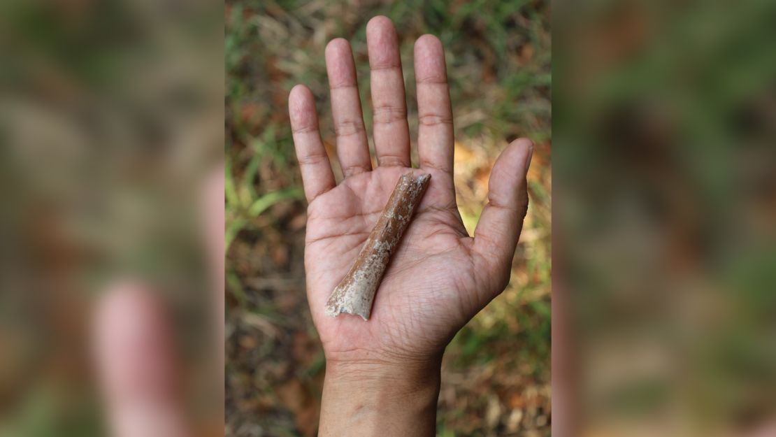 Fragmen tulang humerus distal Homo floresiensis yang baru dideskripsikan diperlihatkan. Para peneliti menggali fosil tersebut pada tahun 2013 di situs Mata Menge.