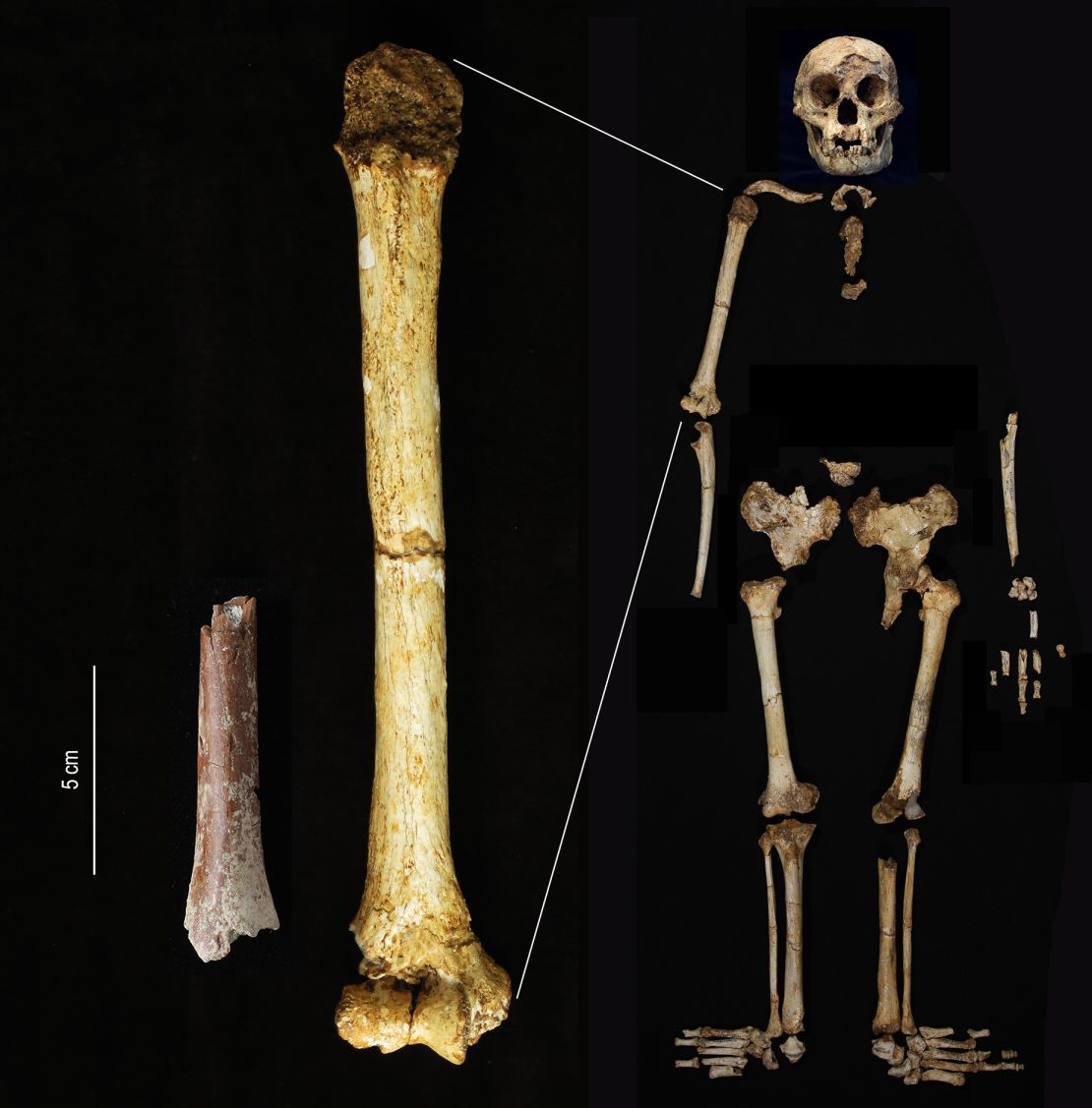 Fragmen humerus Mata Menge (kiri) ditunjukkan pada skala yang sama dengan humerus Homo floresiensis dari Liang Bua.