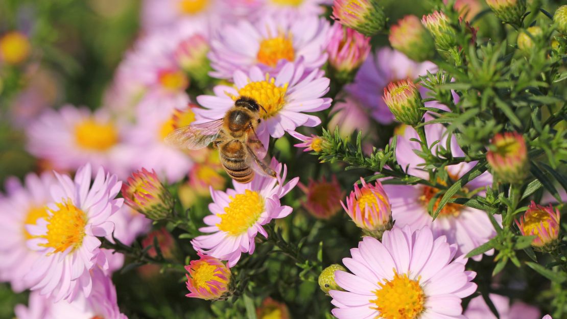 flower with bee cnnu.jpg