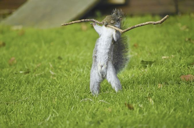 One of four images of a squirrel that won 10-year-old Flynn Thaitanunde-Lobb the portfolio category.