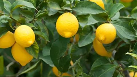 food gift lemon tree