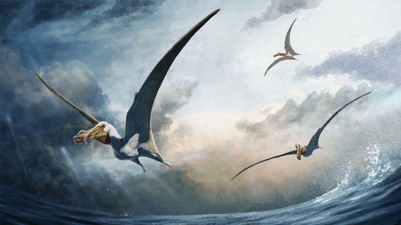 A new species of pterosaur discovered by an Australian farmer