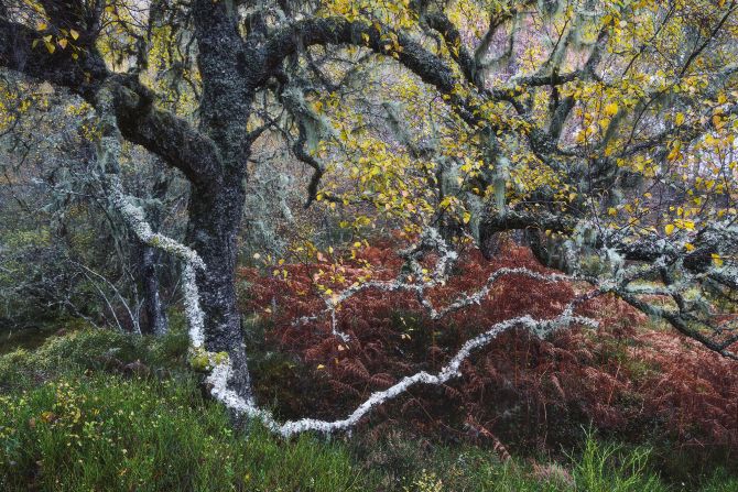 A gnarled old birch tree with "old man's beard" lichen strung around its branches, as photographed by Fortunato Gatto in Glen Affric, Scotland.