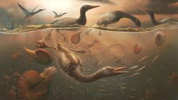 Reconstrucción artística de cómo pudo haber sido Vegavis iaai.