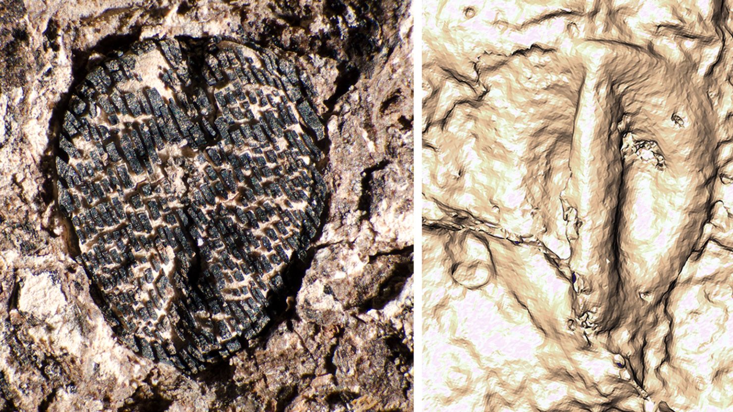 A fossil image (left) and CT scan (right) show Lithouva, the earliest fossil grape from the Western Hemisphere found in Colombia, dated to 60 million years ago.