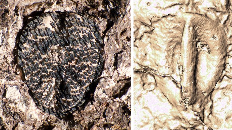 Hoe de dood van dinosaurussen leidde tot een hausse aan druiven Hoe de dood van dinosaurussen leidde tot een hausse aan druiven