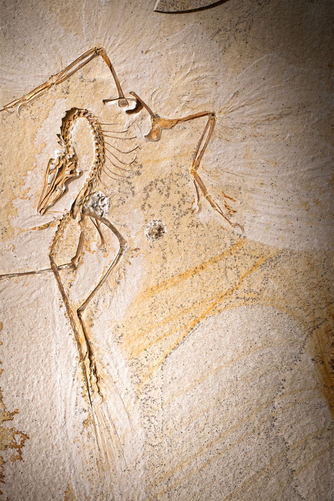 This fossil slab, acquired by the Field Museum in 2022, may not resemble the unreal eye, but the