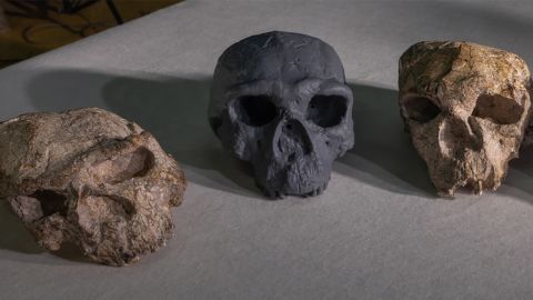 Fossils and replicates