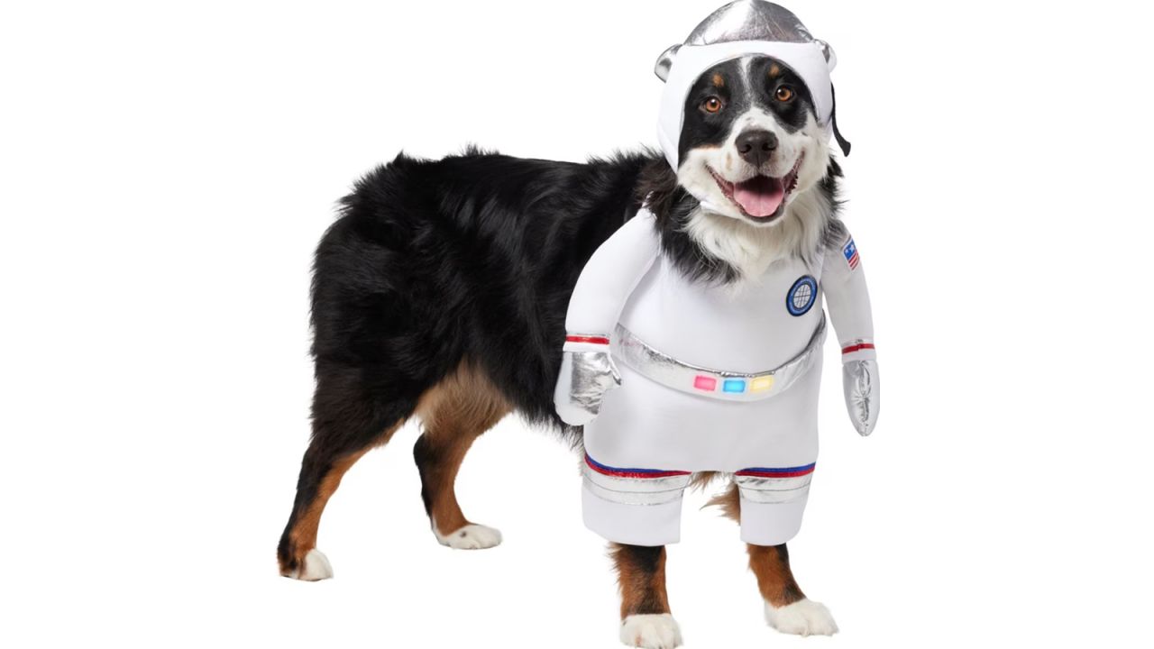 30 best dog Halloween costumes in 2023