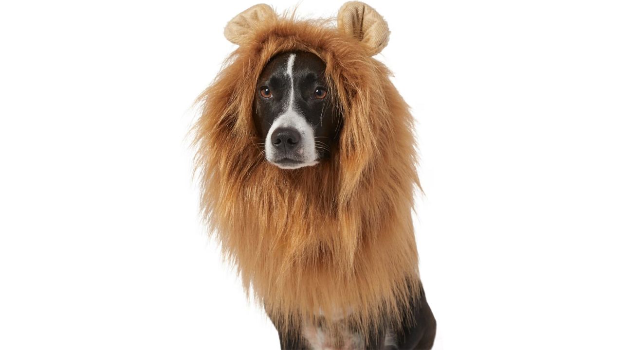 lions costume.jpg