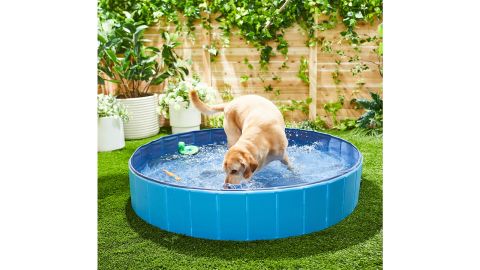 Frisco dog outdoor swimming pool