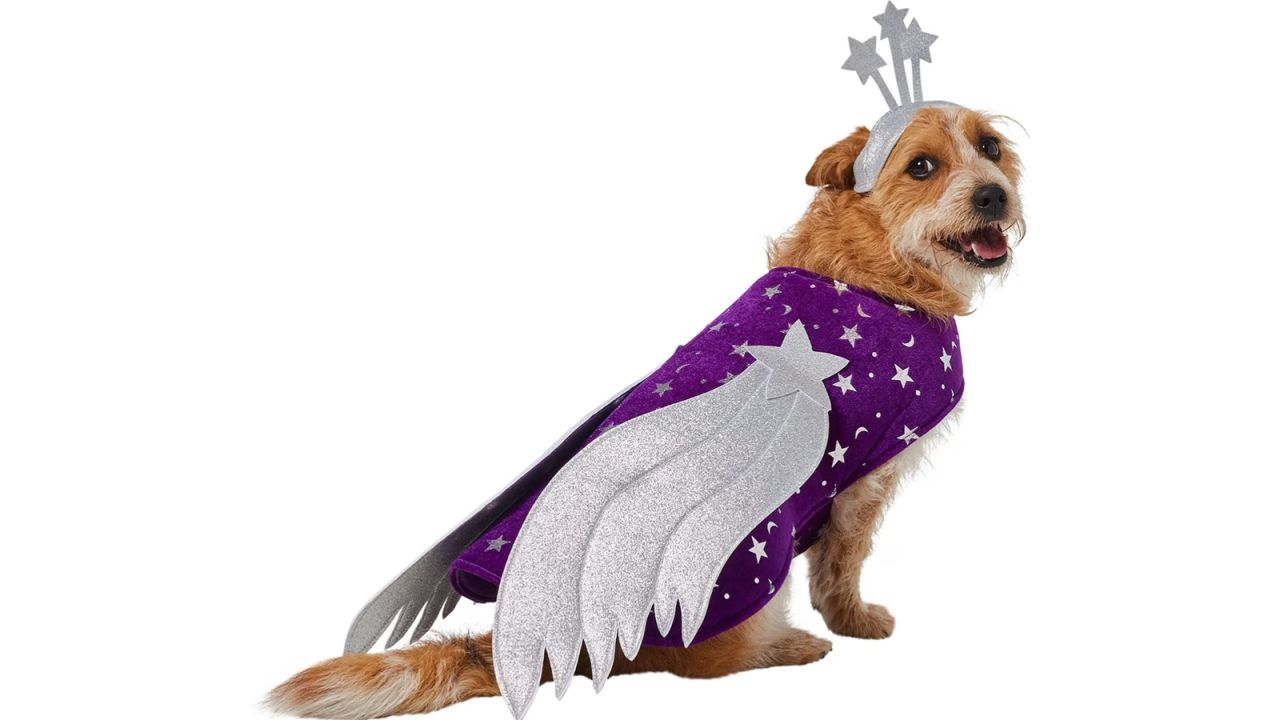 The 7 Best Dog Sweaters of 2023