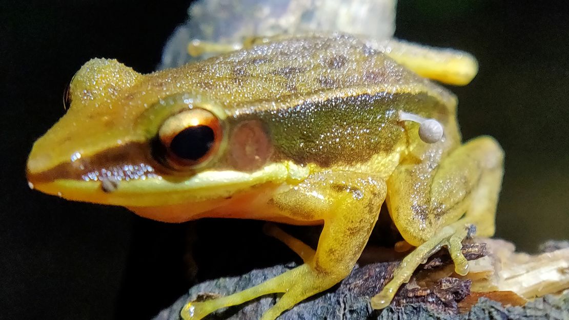 A golden-backed frog is seen with a small mushroom (right) growing out of its body.