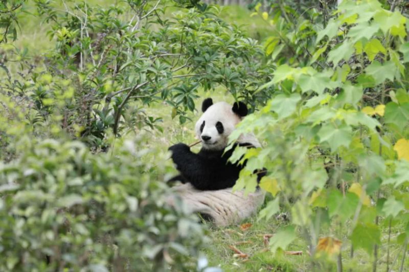 Los pandas más nuevos de Estados Unidos llegaron a Atlanta. Lo último sobre Ping Ping y Fu Shuang