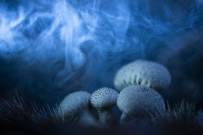 Los hongos bola liberando sus esporas en un bosque de castaños españoles dieron lugar a una fotografía mágica de José Luis Gigirey González, que le aseguró el segundo puesto en la categoría de hongos y mohos mucilaginosos.