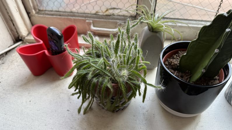 A wide shot of some cacti on a windowsill