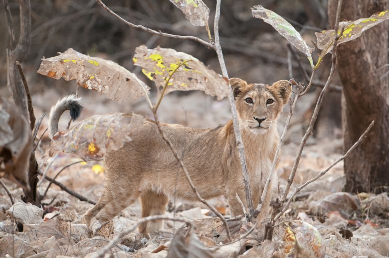 Lions at Gir National Park.