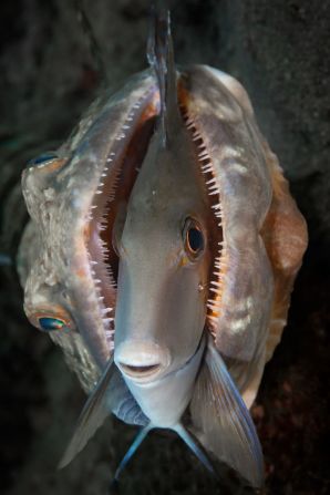 Un pez doctor irablemente sereno en las fauces de un pez lagarto en Kona, Hawai, se ha convertido en una inesperada inspiración diaria para el fotógrafo de buceo costero Gabriel Jensen. Su imagen ganadora en la categoría subacuática ahora yace con orgullo en su escritorio como un recordatorio para ser resiliente incluso en los días más difíciles, como el del pez doctor, que finalmente escapó.