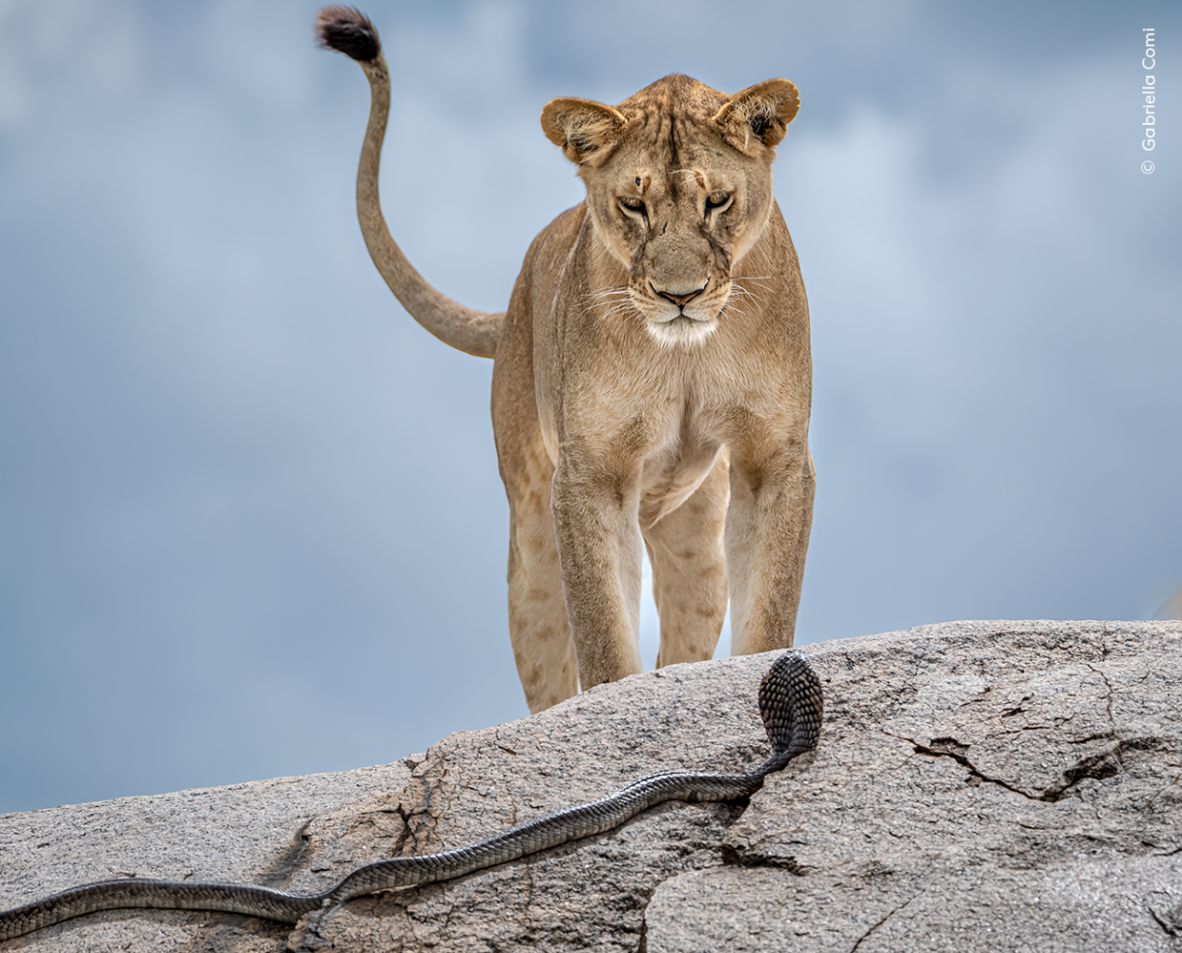 A lioness faces down a cobra that slithered toward her in Serengeti National Park, Tanzania.