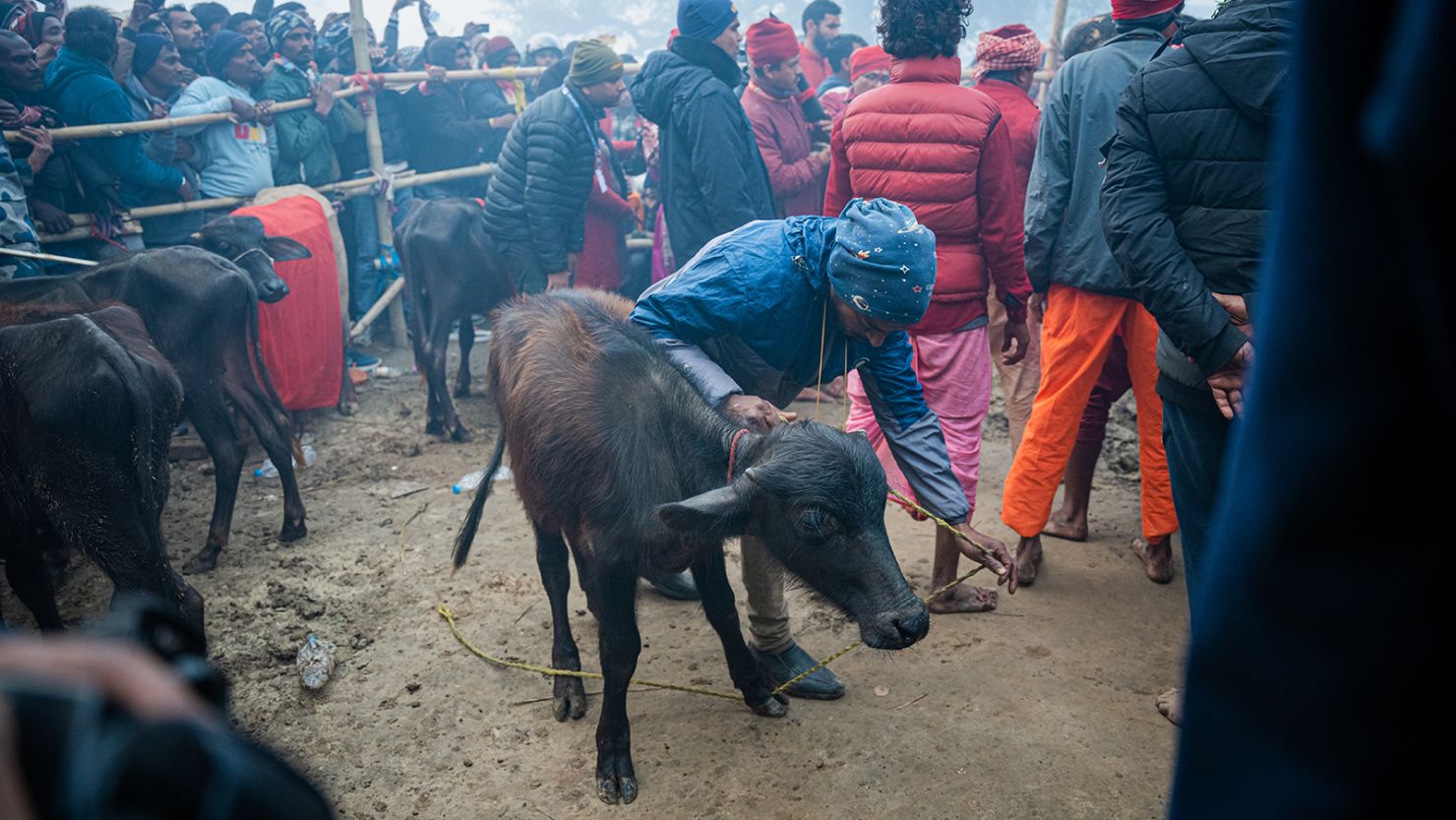 A mass animal sacrifice festival is underway in Nepal. Activists say it needs to stop
