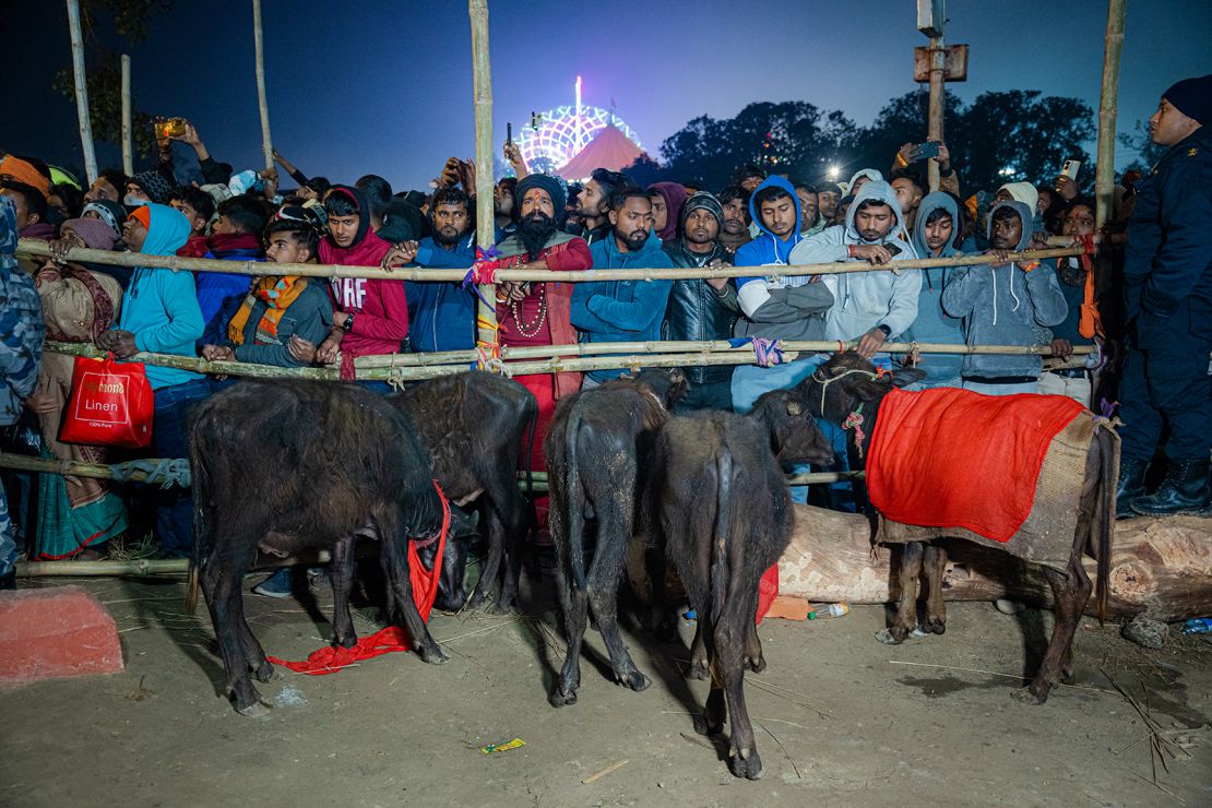 Hindu devotees observe baby male buffaloes prepared for sacrifice during the Gadhimai Festival in Nepal's Bara district.