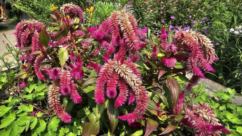 A slightly more saturated photo of the same Celosia