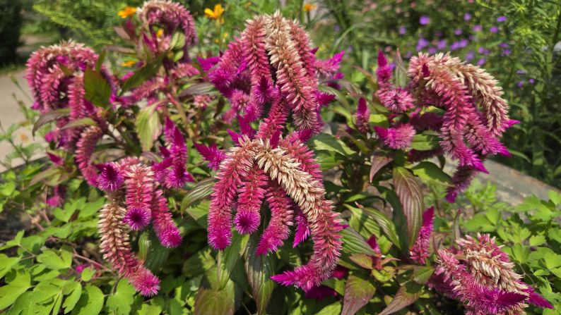 a purple Celosia plant