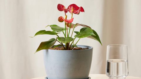 Bloomscape Red Anthurium