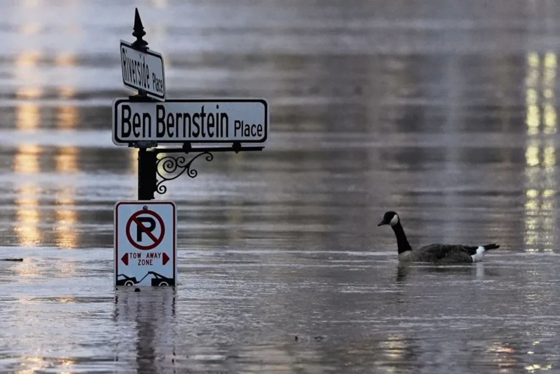 Un ganso canadiense nada en el creciente río Ohio en la intersección de Riverside Place y Ben Bernstein Place, el domingo, en Covington, Kentucky, al otro lado del río desde Cincinnati.