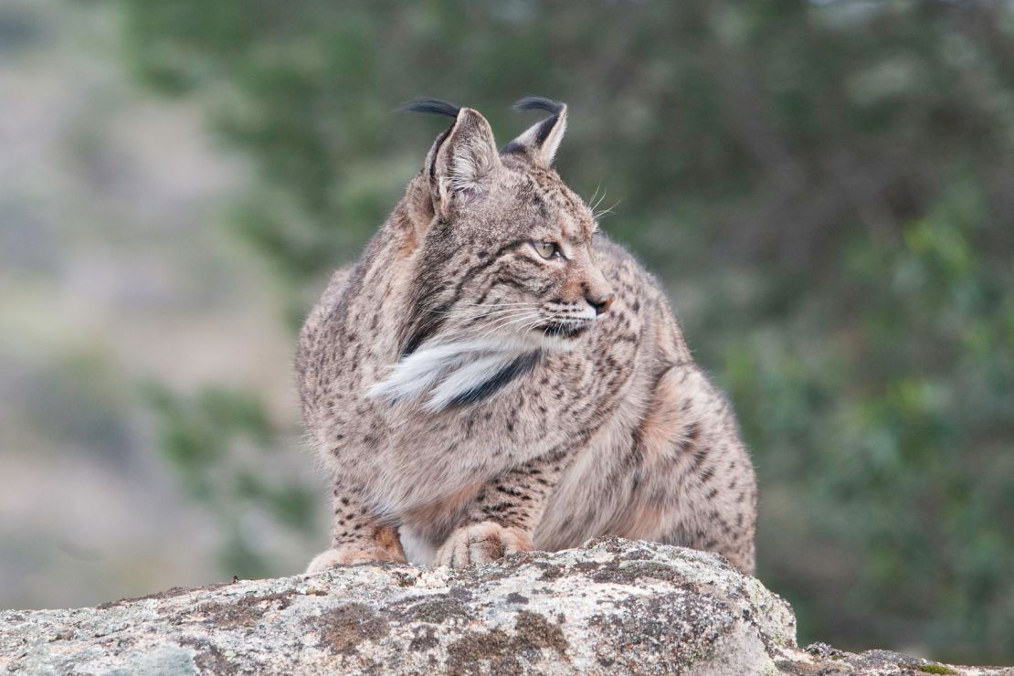 Spain’s lynx population has made an impressive comeback over the past 20 years and is no longer considered endangered. But threats remain, including road traffic.