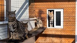 Los gatos exóticos se vendieron en línea.