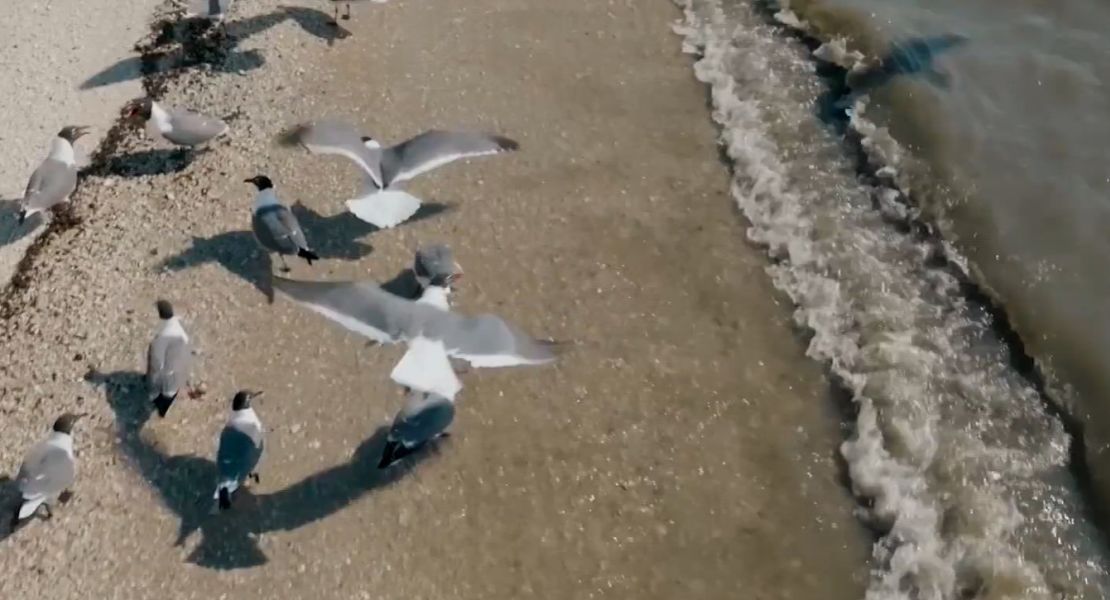 Gaviotas reidoras en Cape May, Nueva Jersey.