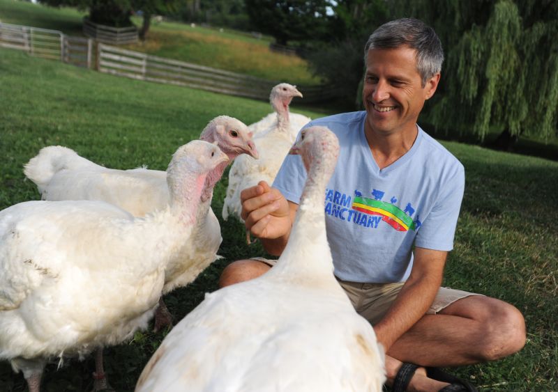 These Turkeys Enjoy A Thanksgiving Feast At Farm Sanctuary In Upstate ...