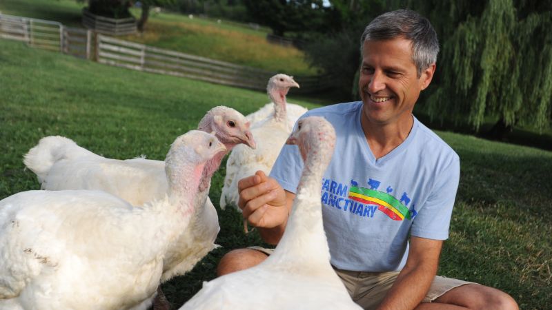 Squash, pumpkin pie and cranberries: these turkeys enjoy a Thanksgiving feast at this sanctuary