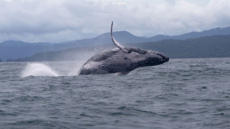 Humpback whale makes record journey from South America to Africa