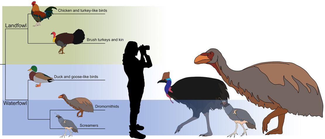 Os cientistas propõem colocar Genyornis newtoni dentro do clado das aves aquáticas.  A ilustração também destaca como G. newtoni se compara ao seu parente mais próximo, Anhima cornuta (mais próximo de G. newtoni) e ao casuar (não relacionado).
