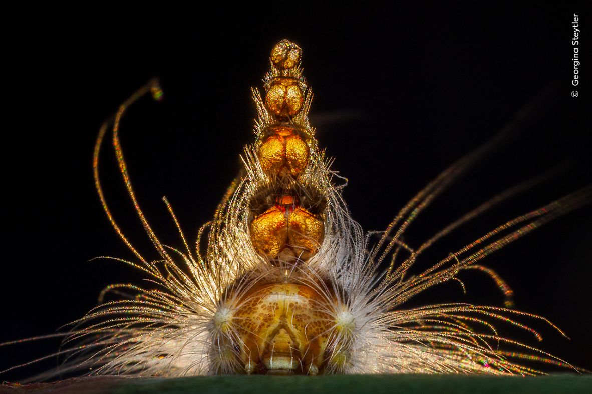 Georgina Steytler's photo of a gum-leaf skeletonizer caterpillar won the Behaviour: Invertebrates category.