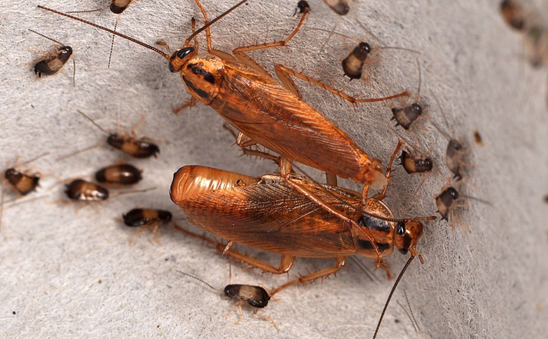 German cockroaches communicate with one another about where to find food, a behavior that seems to be unique among cockroach species, said Dr. Qian Tang, a research associate at Harvard University.