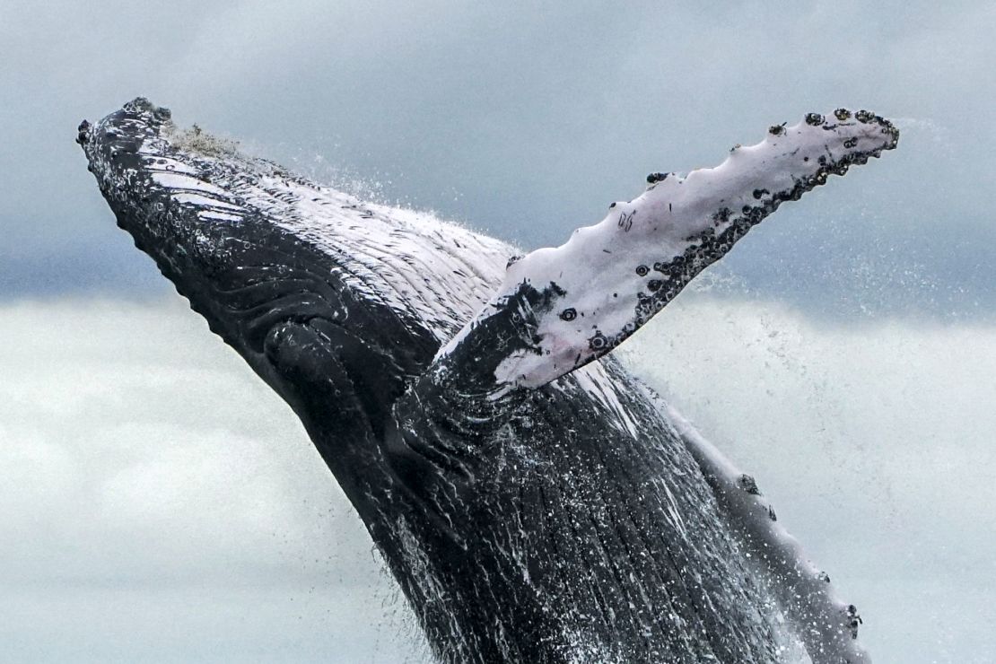 A Humpback whale jumps in the surface of the Pacific Ocean at the Uramba Bahia Malaga National Natural Park in Colombia, on August 12, 2018.