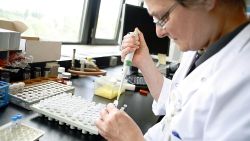 A researcher works at the  microbiology lab of the Universitair Ziekenhuis Antwerpen, a hospital in Antwerp on August 13, 2010. Media reported yesterday that a man of Pakistani origin died in Belgium in June following an infection of a new super bacteria, NDM-1, that is resistent against almost every antibiotic. AFP PHOTO/BELGA/JORGE DIRKX (Photo credit should read JORGE DIRKX/AFP via Getty Images)