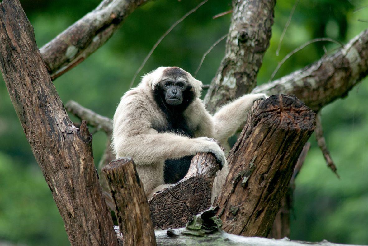 The <a href="https://www.iucnredlist.org/fr/species/10552/17966665" target="_blank">pileated gibbon</a> is only found in forests on the border of Thailand, Cambodia and Laos. Endangered and declining due to <a href="https://www.thainationalparks.com/species/pileated-gibbon" target="_blank">hunting and deforestation</a>, it survives in fragmented habitats. Thailand’s Dong Phayayen–Khao Yai Forest<strong> </strong>complex is a stronghold for this species, which depends on continuous canopy cover for survival.