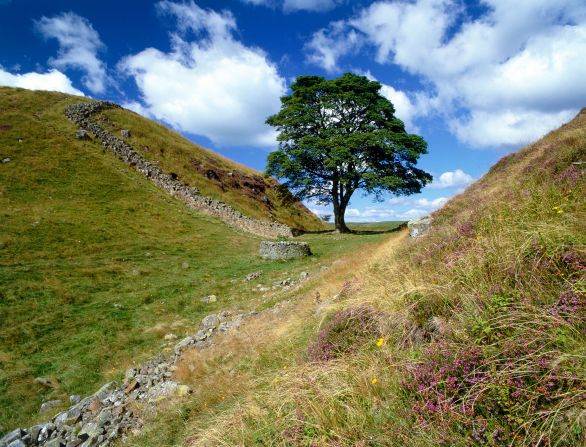 <strong>Gone but not forgotten: </strong>Sycamore Gap is one of the most famous parts of the wall. The iconic tree was illegally felled in 2023.
