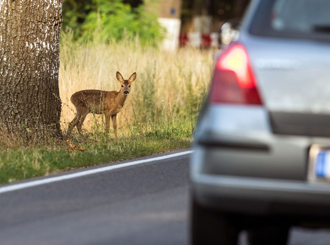 A car passes a young deer standing by a roadside near Treplin, Germany.