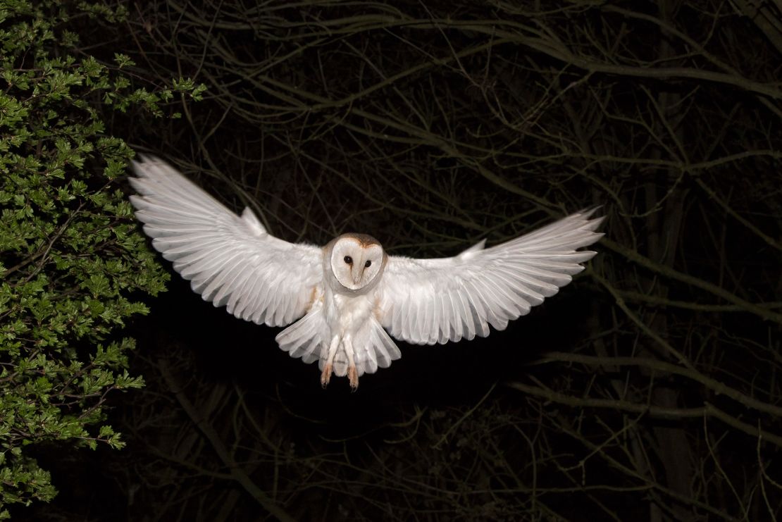 Many barn owls have white undersides, a trait that researchers suggest could allow the nocturnal predators to mimic the moon as a form of camouflage and approach their rodent prey undetected.