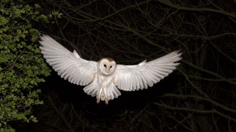 Barn Owl, Tyto alba, hunting at night North Norfolk. (Photo by: Education Images/Universal Images Group via Getty Images)