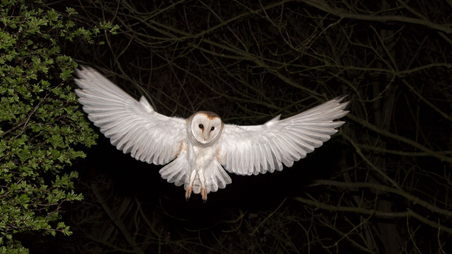 An owl’s ‘shocking’ color should hinder hunting. Scientists may have figured out why it works