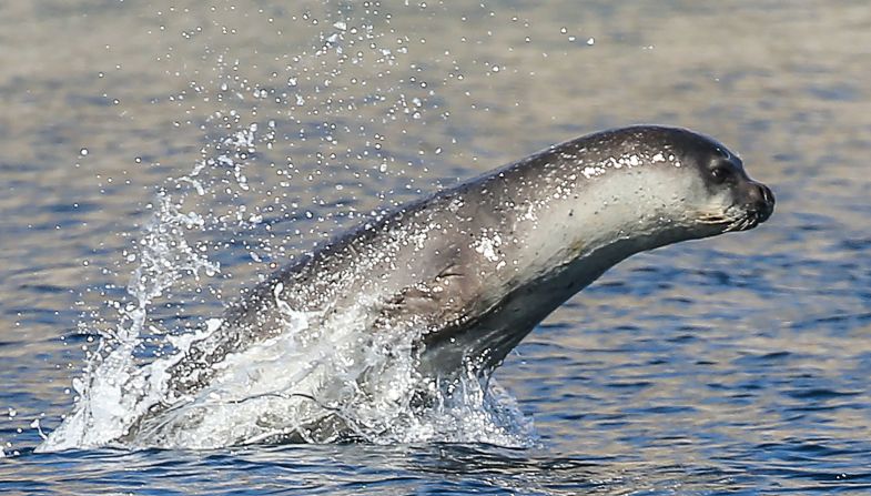 Las focas monje del Mediterráneo supieron estar extendidas no solo en ese mar sino también en el mar Negro, el noroeste de África y las islas atlánticas de Canarias, Madeira y las Azores. Sin embargo, como consecuencia de la caza por sus pieles, aceite y carne, registró un fuerte declive en el siglo XX, <a href="https://www.cnn.com/science/gallery/mediterranean-monk-seal-photos-c2e-spc">reportó CNN</a>. En los últimos años, no obstante, el panorama cambió: gracias a los esfuerzos de conservación y a las protecciones legales, las poblaciones se han recuperado, hoy se calcula que hay hasta 1.000 individuos de la especie en todo el mundo, frente a los entre 400 y 600 que había a comienzos de siglo.